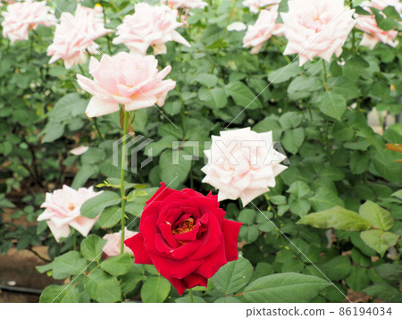 Rosehill Amagase Rose 奧黛麗赫本和林肯先生大分縣日田市天瀨町五間市 86194034