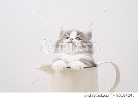 Norwegian Forest Cat kitten in a jug Norwegian Forest Cat kitten in a jug 86194243