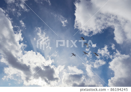 A flock of flying tongue butterflies (Hokkaido · Tsurui) 86194245