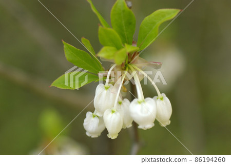 The white bell-shaped flowers of Enkianthus perulatus (lighthouse 躅, Mantenboshi) that blooms down are cute. The white bell-shaped flowers of Enkianthus perulatus (lighthouse 躅, Mantenboshi) that blooms down are cute. 86194260