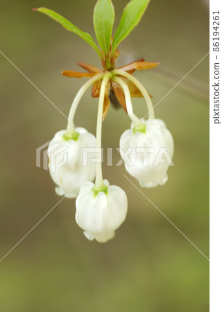 The white bell-shaped flowers of Enkianthus perulatus (lighthouse 躅, Mantenboshi) that blooms down are cute. The white bell-shaped flowers of Enkianthus perulatus (lighthouse 躅, Mantenboshi) that blooms down are cute. 86194261