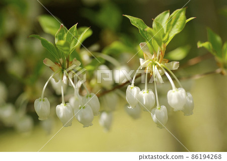 The white bell-shaped flowers of Enkianthus perulatus (lighthouse 躅, Mantenboshi) that blooms down are cute. The white bell-shaped flowers of Enkianthus perulatus (lighthouse 躅, Mantenboshi) that blooms down are cute. 86194268