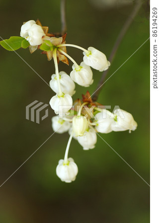 The white bell-shaped flowers of Enkianthus perulatus (lighthouse 躅, Mantenboshi) that blooms down are cute. The white bell-shaped flowers of Enkianthus perulatus (lighthouse 躅, Mantenboshi) that blooms down are cute. 86194269