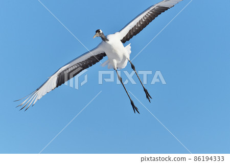 Flight form of cranes (Hokkaido, Tsurui) Flight form of cranes (Hokkaido, Tsurui) 86194333