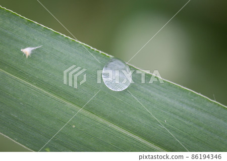 Dew drops on grass 86194346