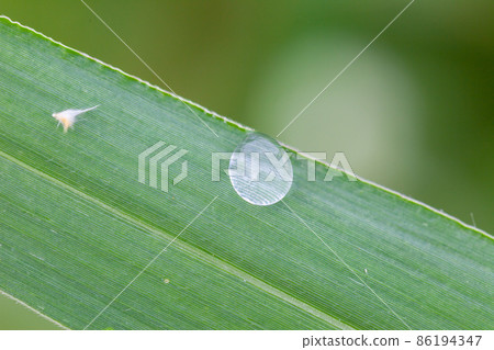 Dew drops on grass 86194347