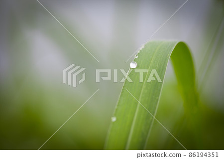 Dew drops on grass Dew drops on grass 86194351