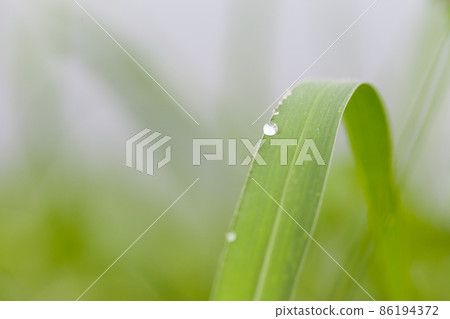 Dew drops on grass 86194372