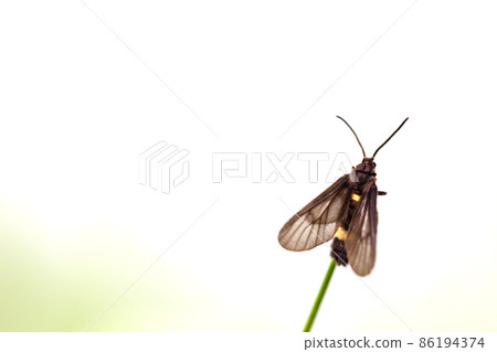 black butterfly perched on leaf black butterfly perched on leaf 86194374