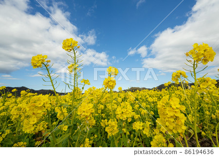 早春的南房總鴨川七畑道 盛開的油菜花在藍天下熠熠生輝 86194636