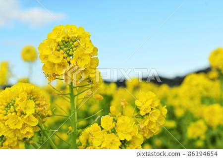 早春的南房總鴨川七畑道 盛開的油菜花在藍天下熠熠生輝 早春的南房總鴨川七畑道 盛開的油菜花在藍天下熠熠生輝 86194654