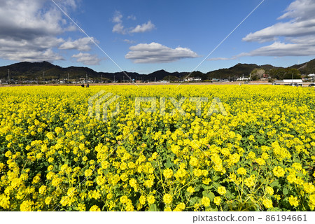 Nanabatake Road in Kamogawa, Minamiboso in early spring The rape blossoms in full bloom shine under the blue sky 86194661
