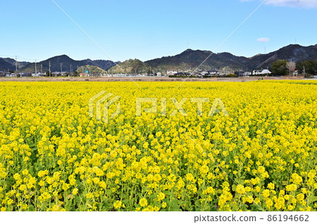 Nanabatake Road in Kamogawa, Minamiboso in early spring The rape blossoms in full bloom shine under the blue sky Nanabatake Road in Kamogawa, Minamiboso in early spring The rape blossoms in full bloom shine under the blue sky 86194662