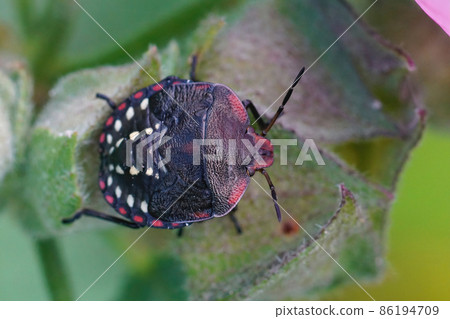 Closeup on a dark nympho f the Southern green shieldbug, Nezara viridula sitting on top of a leaf in the garden Closeup on a dark nympho f the Southern green shieldbug, Nezara viridula sitting on top of a leaf in the garden 86194709
