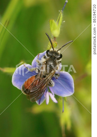 Vertical closeup on the colorful red-girdled mining bee, Andrena labiata sitting on a blue germander flower , Veronica chamaedrys 86194710