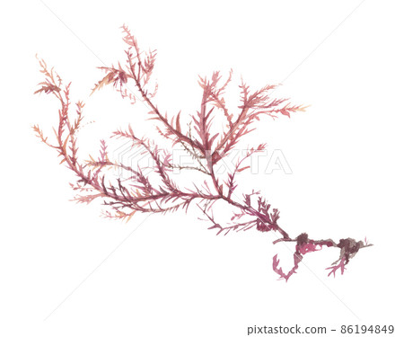 平草 Hirakusa 海藻 86194849