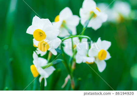 Echizen Narcissus 86194920