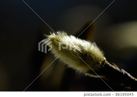 辣的芽（拳頭） 86195045