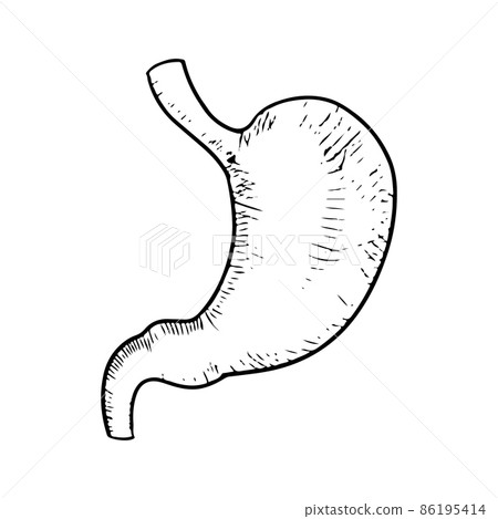 Doodle of Anatomical stomach isolated on a white background. human organ. hand drawn vector illustration. Doodle of Anatomical stomach isolated on a white background. human organ. hand drawn vector illustration. 86195414