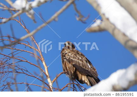 A blue sky and a kite 86195591