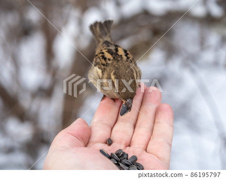 Sparrow eats seeds from a man's hand 86195797