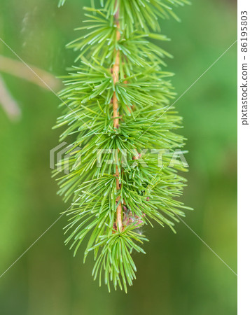 Young branches of larch. Closeup of green larch young needles. Young branches of larch. Closeup of green larch young needles. 86195803