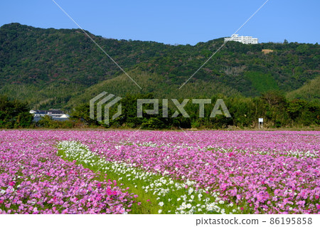 Cosmos in full bloom on the site of a paddy field 86195858