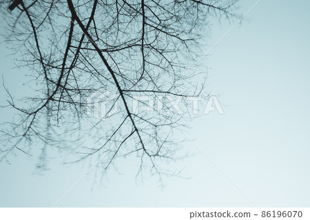 冬櫻花枯枝剪影在北風中搖曳光色 86196070