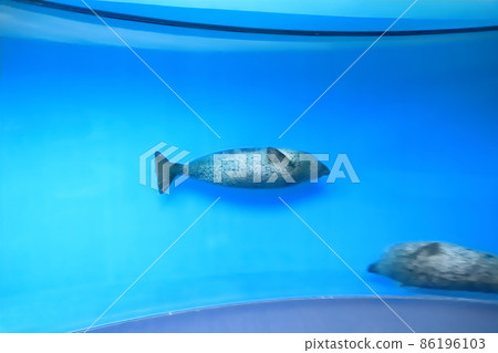 品川水族館海豹館 品川水族館海豹館 86196103