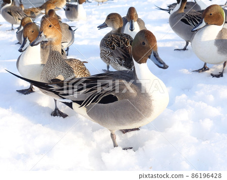Winter bird migratory bird duck 86196428