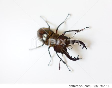 Miyama stag beetle 86196465