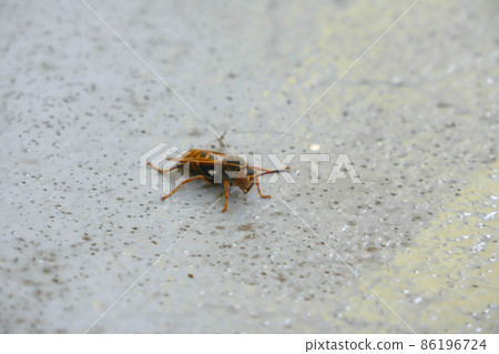 混凝土上的紙黃蜂 86196724