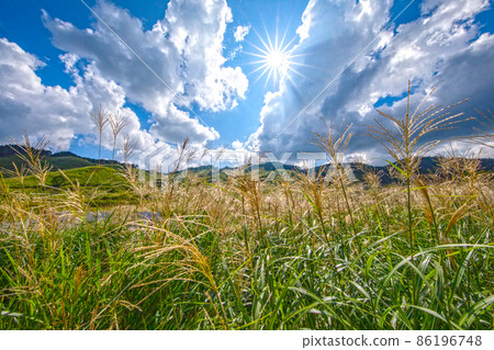 夏季高原 遠峰高原 蒲葦 薄木 遠峰高原 蒲葦之旅 夏季高原 遠峰高原 蒲葦 薄木 遠峰高原 蒲葦之旅 86196748