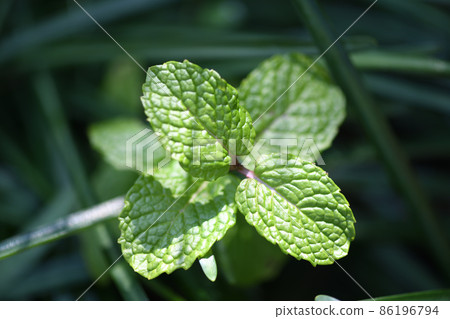 Early spring apple mint 86196794