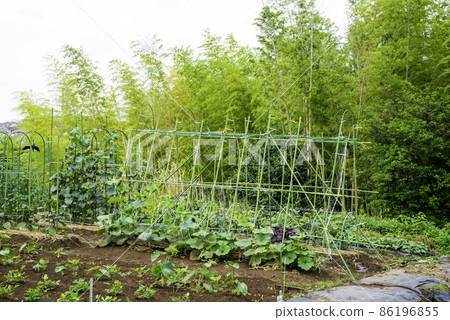 Field of the vegetable garden Field of the vegetable garden 86196855