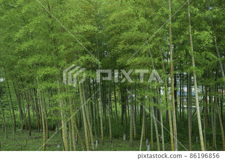 新鮮的綠色竹林 新鮮的綠色竹林 86196856