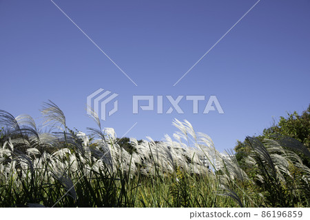 Japanese pampas grass swaying in the autumn sky and wind Japanese pampas grass swaying in the autumn sky and wind 86196859