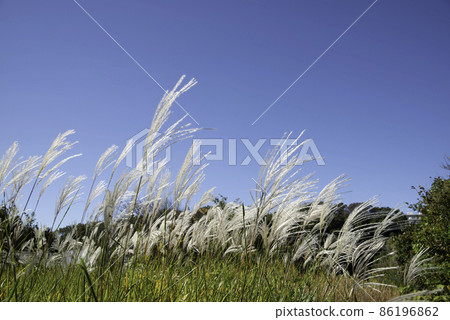 Japanese pampas grass swaying in the autumn sky and wind Japanese pampas grass swaying in the autumn sky and wind 86196862