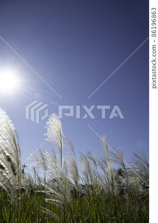 Japanese pampas grass swaying in the autumn sky and wind Japanese pampas grass swaying in the autumn sky and wind 86196863