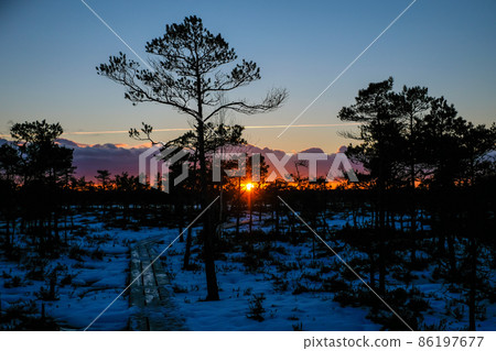 Beautiful nature landscape. Sunset on a snowy swamp in winter. Selective focus 86197677
