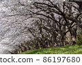 排櫻桃樹 86197680