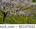 櫻桃樹 86197682