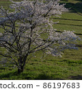 櫻桃樹 86197683