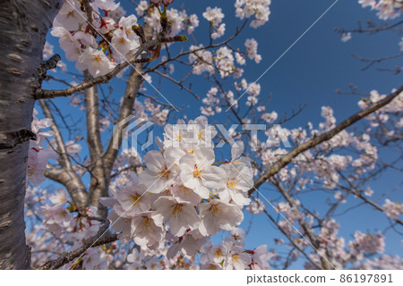 Cherry tree in full bloom  86197891