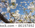 早春圖片素材 86197892