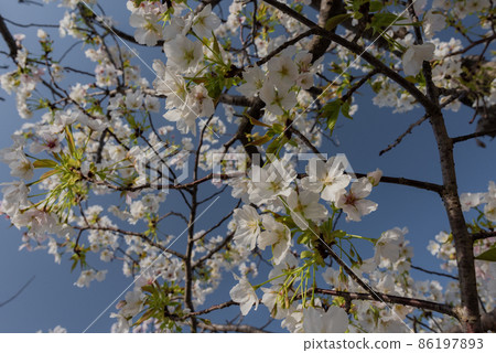 Image material of early spring Image material of early spring 86197893