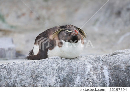 Rockhopper penguin sleeping on a rocky place 86197894