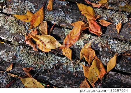 Bench of fallen leaves and moss Komagane Kogen Bench of fallen leaves and moss Komagane Kogen 86197934