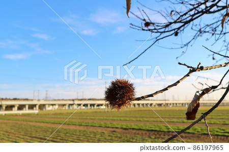 留在寒風中的栗子烏賊冬日風景 86197965