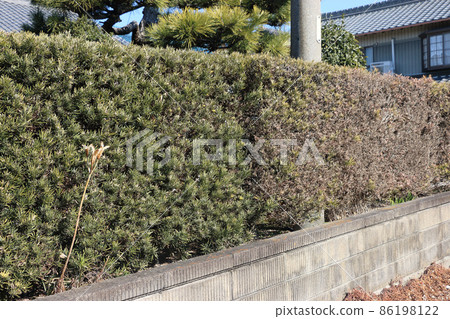 Withered maki tree 86198122